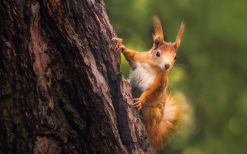 Bild Achtsamkeit - &Uuml;bungen
